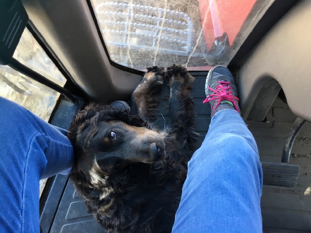 2019 Harvest: Automation & the Sound of Corn