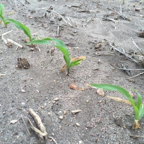 Image3