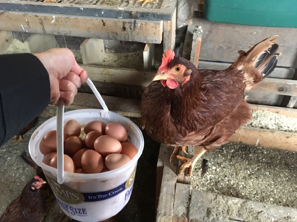 Chicken And Eggs