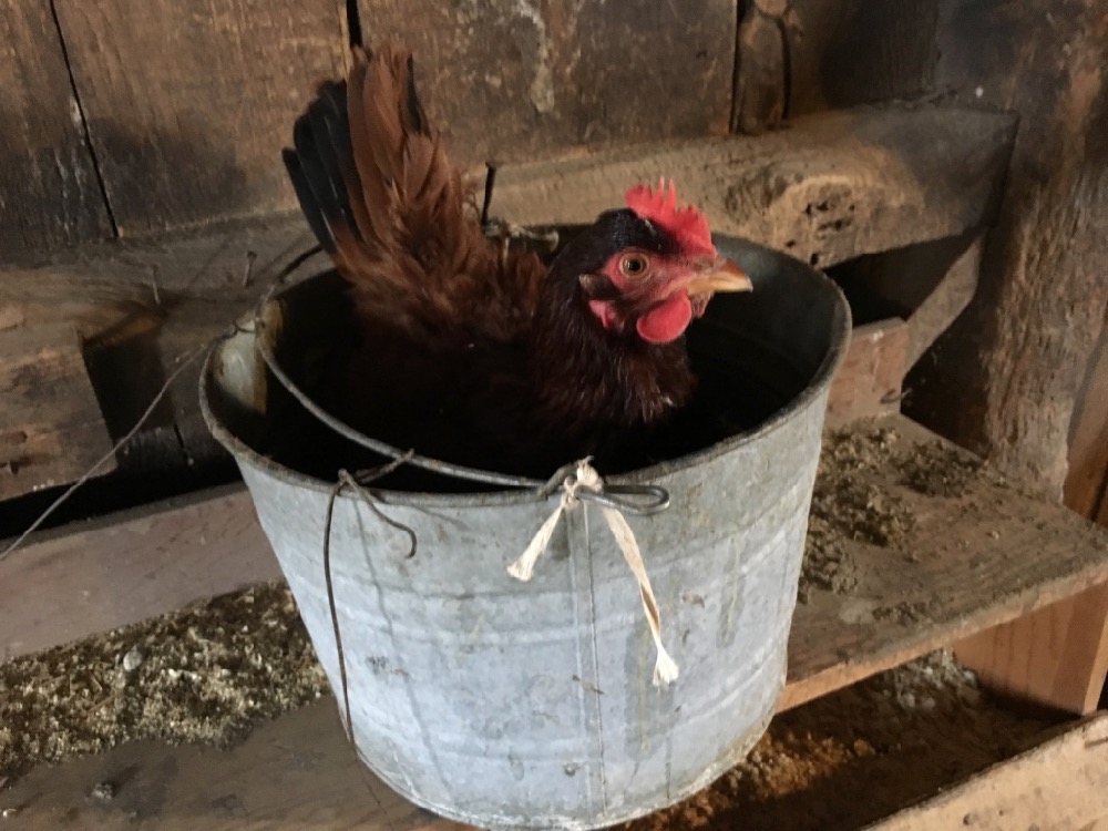 Hen In Bucket