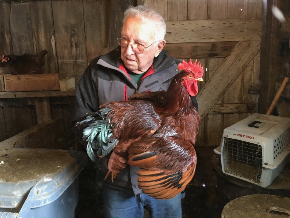 Man Holding Rooster