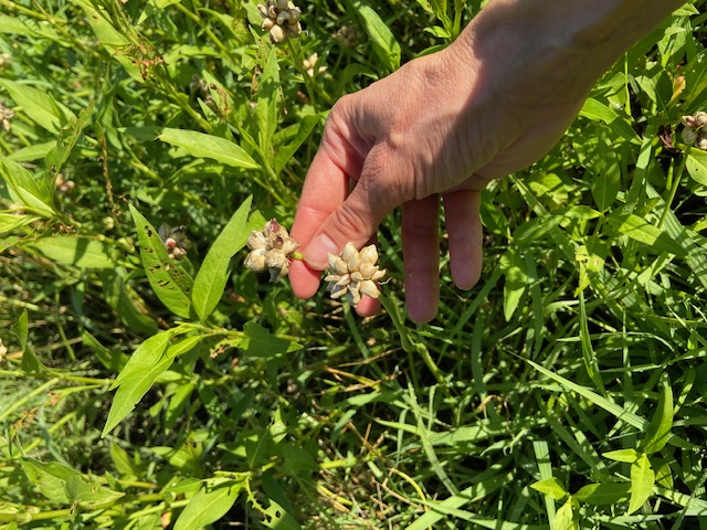 Seed Pods