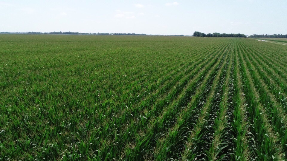 Drone low corn rows