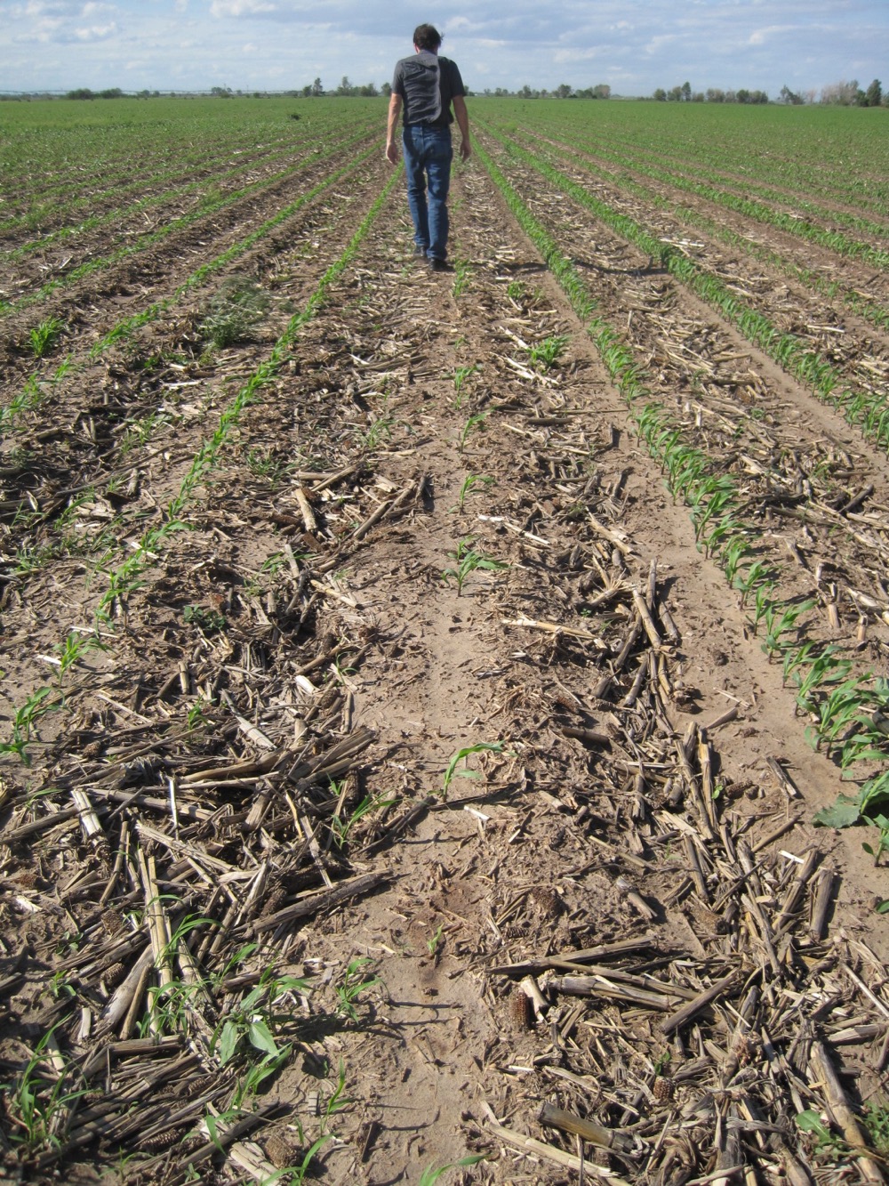 First corn planting