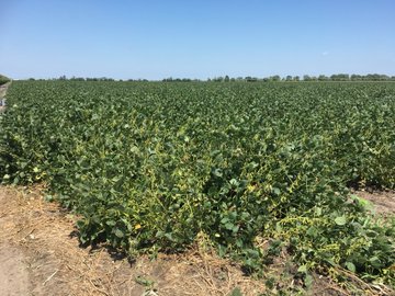 Keith’s Soybeans