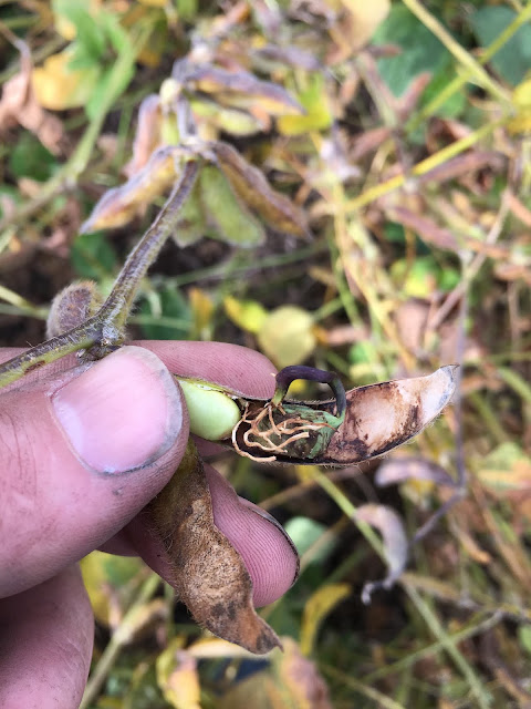 Damaged Soybeans