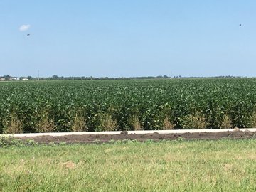 Soybeans East OK