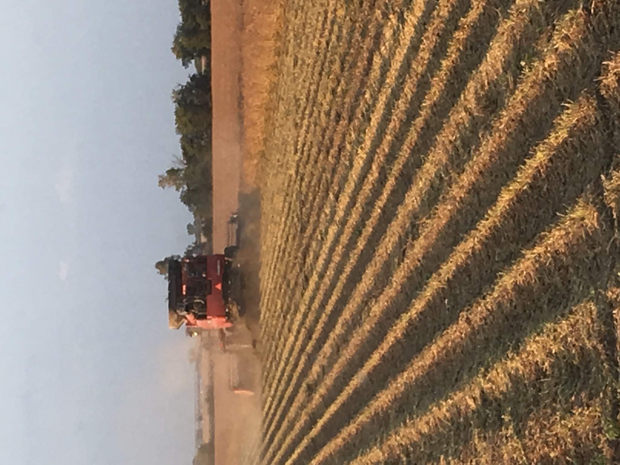 Harvesting Soybeans