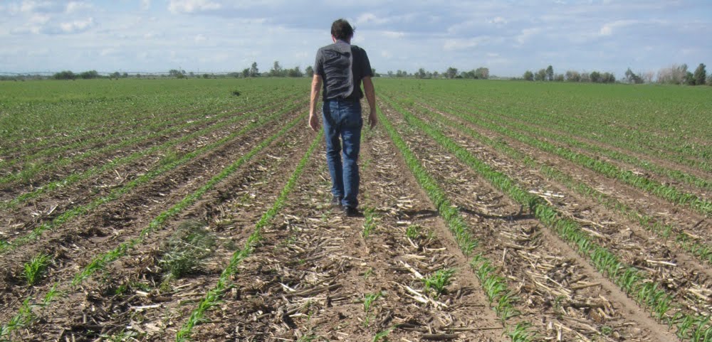 Jeff walking the corn rows