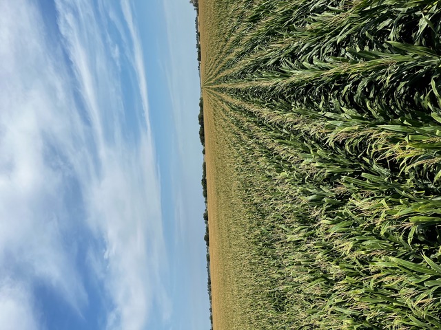 Image4