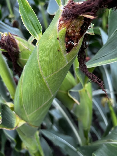 Japanese Beetles