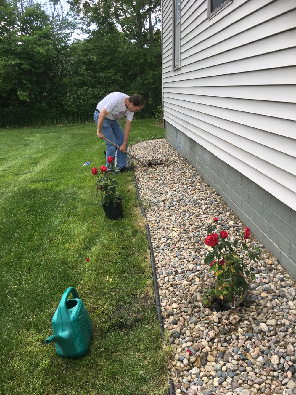 Planting roses & landscaping