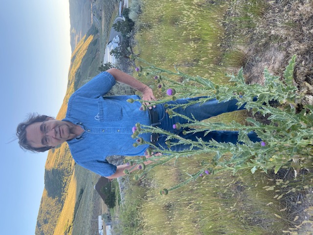 Purple Thistle