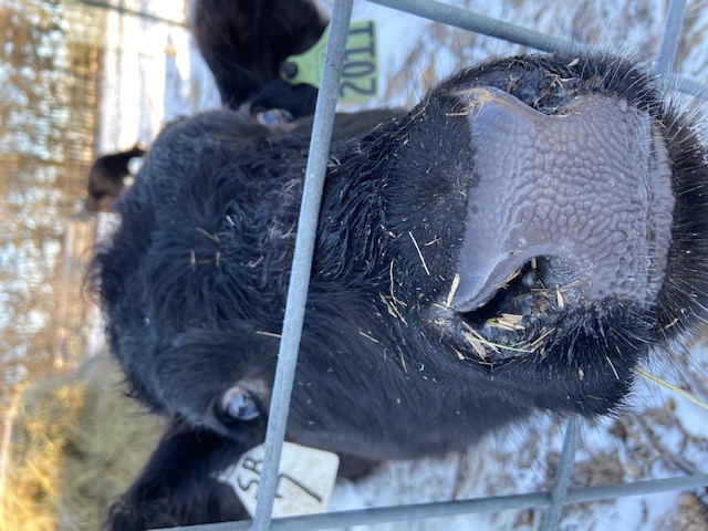 Calf Snout Closeup
