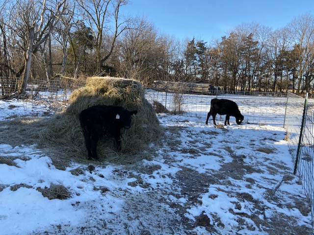 Calves Hay Bale