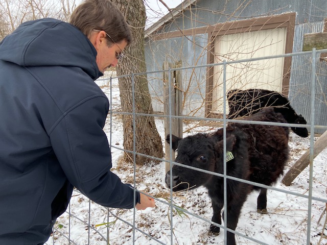 Feeding Calf Fence