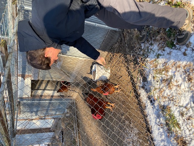 Man Feeding Chickens